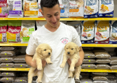 Golden Retriever Yavrularımız Evinizin Neşesi Olacaktır